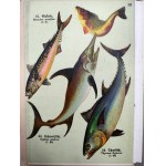 Altas ryb - Schreibers kleiner Atlas der Fische [ 12 tablic z 52 rysunkami], ok 1920 rok