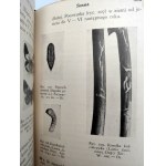 Nunberg M. - Klucz do oznaczania ważniejszych szkodliwych owadów leśnych, Warszawa 1935 [ dendrologia, owady i drzewa]