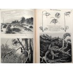 Ilustrowany atlas geograficzny roślin - Wiedeń 1899 [ 216 stalorytów drzew, krzewów, ziół, etc]