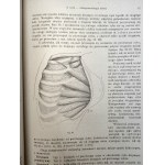 Loth E. - Antropomorfologja mięśni : problemat normalnej budowy człowieka - Lwów 1921 [ Ekslibris Muzeum Tatrzańskiego]
