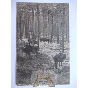 Pszczyna, Pless, foreste di Pszczyna, bisonte, 1917