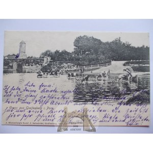 Gryfice, Greifenberg, river, cows, 1906
