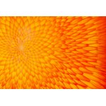 Hanna Rozpara (b. 1990, Sosnowiec), Solar asteracea , 2024