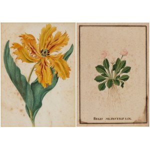 Bellis Silvestris Lin | Parrot Tulip