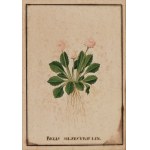 Bellis Silvestris Lin | Parrot Tulip