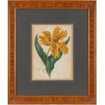 Bellis Silvestris Lin | Parrot Tulip