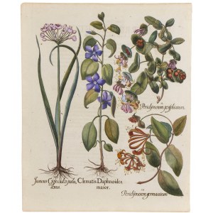 Basilius Besler, Juncus, Clematis, Periclymenum