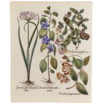 Basilius Besler, Juncus, Clematis, Periclymenum