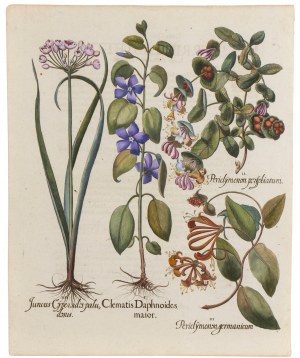 Basilius Besler, Juncus, Clematis, Periclymenum
