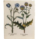 Basilius Besler, Acanthus and Cardus