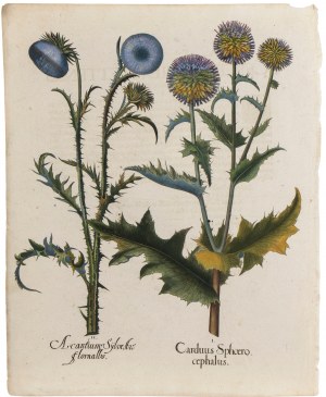 Basilius Besler, Acanthus and Cardus