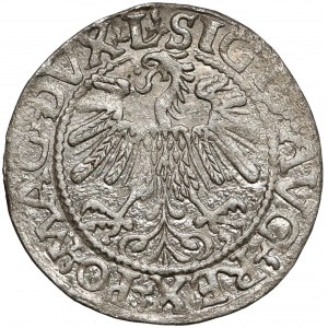 Zygmunt II August, Półgrosz Wilno 1559 - LITV 