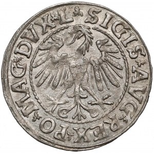 Zygmunt II August, Półgrosz Wilno 1546 - Pogoń typu 6