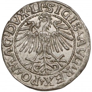 Zygmunt II August, Półgrosz Wilno 1548 - rzymska 