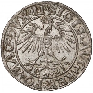 Zygmunt II August, Półgrosz Wilno 1551 - rzadszy
