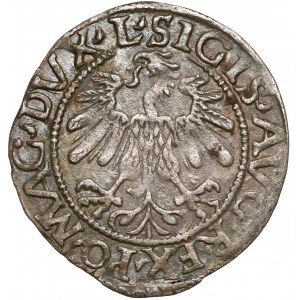 Zygmunt II August, Półgrosz Wilno 1559 - LITV - L/9
