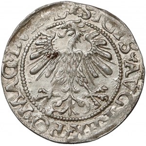 Zygmunt II August, Półgrosz Wilno 1560 - ROZETA - rzadki