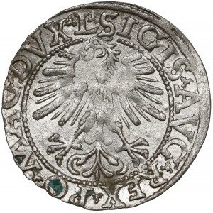 Zygmunt II August, Półgrosz Wilno 1562 - ogon do góry