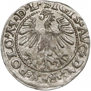 Zygmunt II August, Półgrosz Wilno 1563 - POLO*M*D*L - rzadki