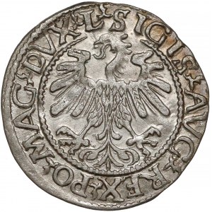 Zygmunt II August, Półgrosz Wilno 1560 - L / LITVA