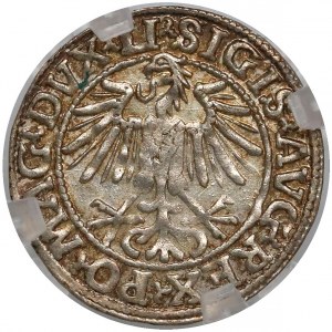 Zygmunt II August, Półgrosz Wilno 1548- arabska