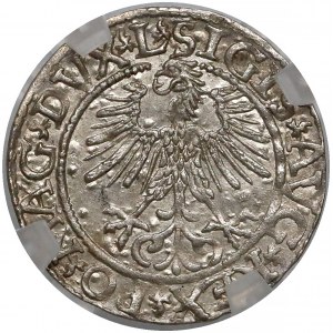 Zygmunt II August, Półgrosz Wilno 1561 - L/LITVA - GENI MS62
