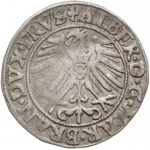 Prusy, Albrecht Hohenzollern, Grosz Królewiec 1550
