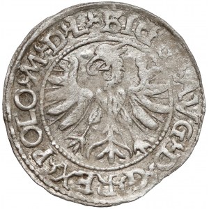 Zygmunt II August, Półgrosz Tykocin 1566 - Jastrzębiec - rzadki
