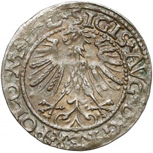 Zygmunt II August, Półgrosz Wilno 1563 - POLO*M*D*L