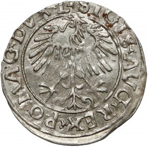 Zygmunt II August, Półgrosz Wilno 1556 - L