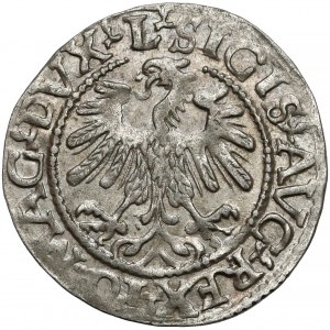 Zygmunt II August, Półgrosz Wilno 1559 - LITV