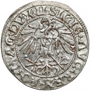 Zygmunt II August, Półgrosz Wilno 1549