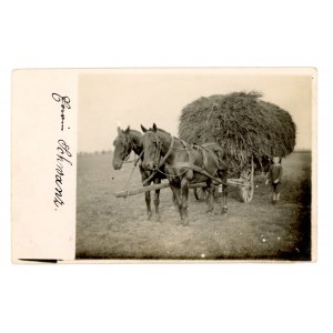 Strzelce Krajeńskie - Konie wiozące siano 1924r (125)