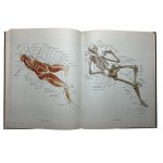 Plastic anatomy and human image based on its principles. M.Ts.Rabinovich.