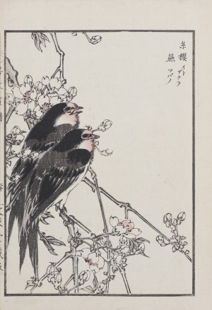 Kikuchi Hobun (1862-1918), Jaskółki i kwitnąca jabłoń, Kioto, 1890
