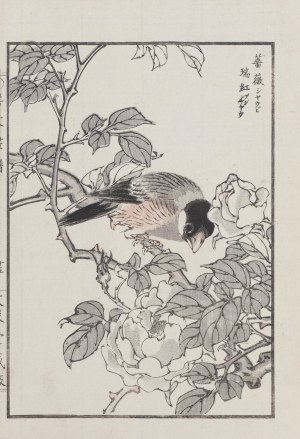 Kikuchi Hobun (1862-1918), Ptak i róża, Kioto, 1890