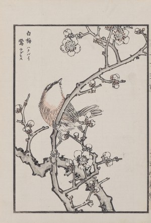 Kikuchi Hobun (1862-1918), Ptak i gałązka kwitnącej wiśni, Kioto, 1890