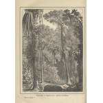 MÜLLER, Karl - The plant world: a work dedicated to nature lovers. 1867