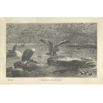 [ORNITOLOGY] Jones, Thomas Rymer. The natural history of birds. 1872