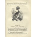 [ORNITOLOGY] Jones, Thomas Rymer. The natural history of birds. 1872