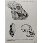 JELINEK Jan- WIELKI ATLAS PRAHISTORII CZŁOWIEKA