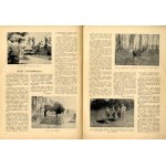 Echa Leśne. R.11 (1934). Nr 11 Puszcza Białowieska, rubryka: Echa Łowieckie