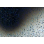 Wojciech Fangor (1922 Warszawa - 2015 Warszawa), Blue and Black 10, 1961