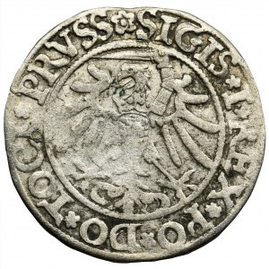 Zygmunt I Stary, Grosz Elbląg 1535 - PRVSS