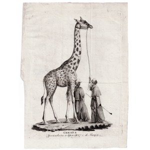 Unknown artist, Giraffe brought to Paris in July 1827.