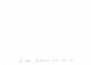 Antanas Sutkus, Arkikatedros aikštė