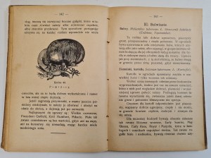 HERGET A. - VEGETABLES in der Reihe Biblioteka Macierzy Polskiej nr.9, wyd.1911