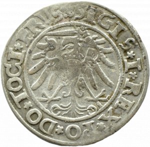 Sigismund I the Old, city penny 1534, Elbląg
