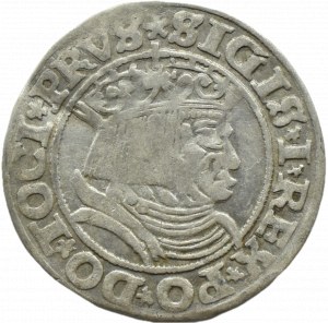 Sigismund I the Old, penny 1531, Toruń PRVS/PRVSS