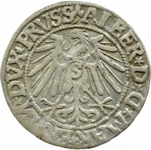 Ducal Prussia, Albrecht, Prussian penny 1544, Königsberg, REVERSE 